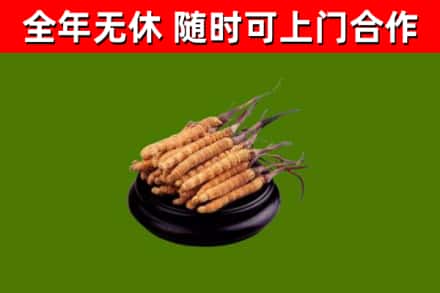 龙安区烟酒回收冬虫夏草.jpg